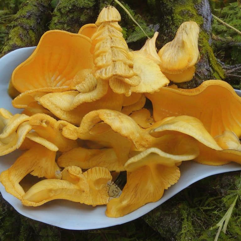 Сон Лисички грибы