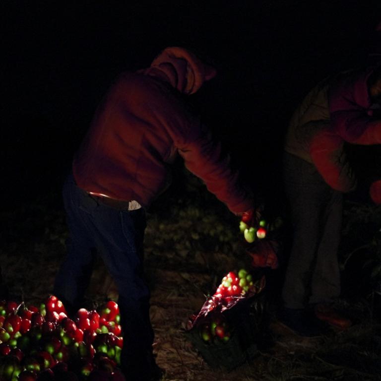 Сон Прибить